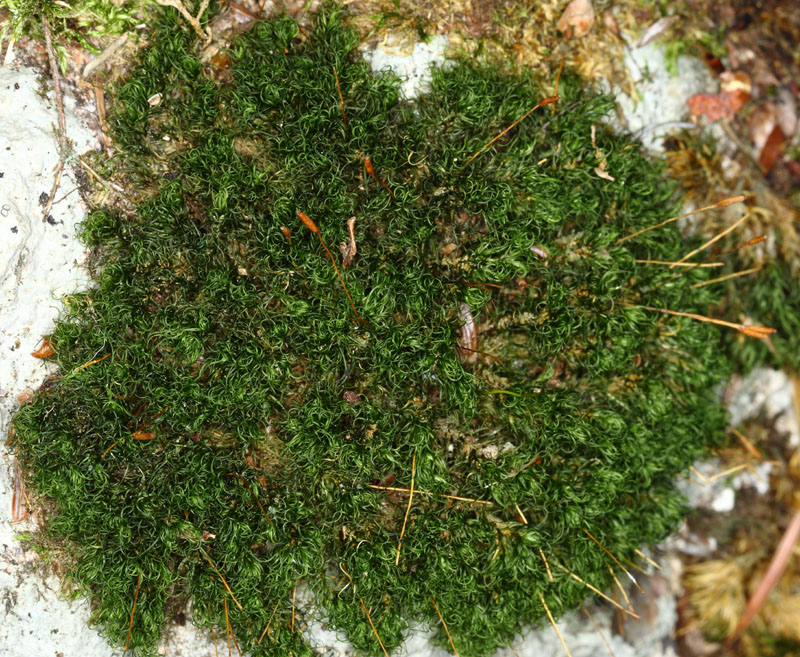 Dicranum fulvum